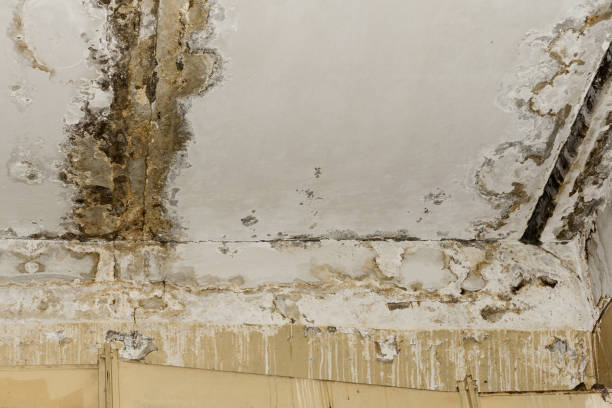 Mold Remediation for Rental Properties in Narragansett Pier, RI